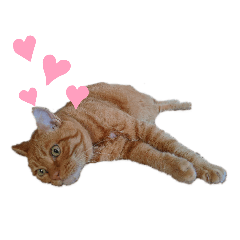 [LINEスタンプ] キュートでハッピーな猫ちゃんたち