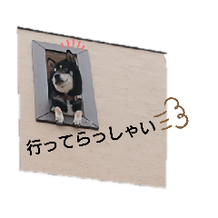 [LINEスタンプ] 黒柴のくまです