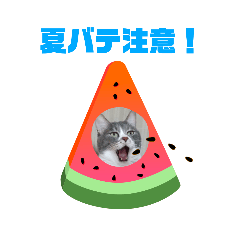 [LINEスタンプ] くっちゃねシティの夏