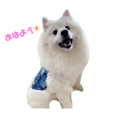 [LINEスタンプ] 日本スピッツ☆ぱるたん②☆