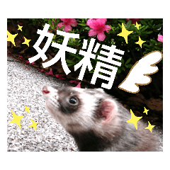 [LINEスタンプ] イタチのアドさん