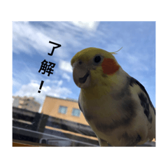 [LINEスタンプ] オカメインコの愉快な仲間達