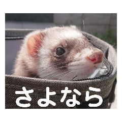 [LINEスタンプ] イタチのアドさん2
