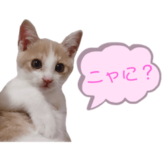 [LINEスタンプ] うちのアルムとシルク