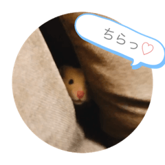 [LINEスタンプ] きんくまふくちゃん
