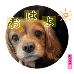 [LINEスタンプ] おうぴちゃん