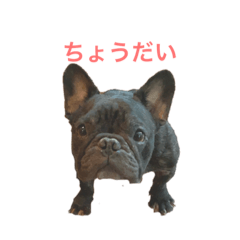 [LINEスタンプ] フレンチブルドッグ トム