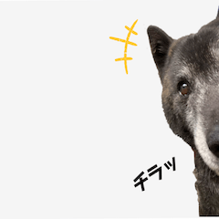 [LINEスタンプ] 甲斐犬の魁 2