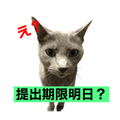 [LINEスタンプ] 課題に追われる猫