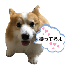 [LINEスタンプ] コーギー犬スタンプmoko②