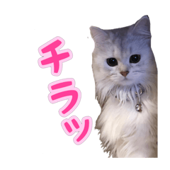 [LINEスタンプ] 白猫まろんのスタンプ