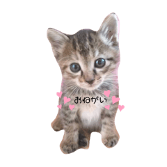[LINEスタンプ] わんわんニャン