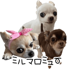 [LINEスタンプ] みる.まろ.みゅー