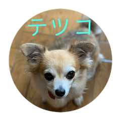 [LINEスタンプ] テツコのすたんぷ