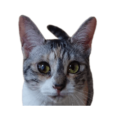 [LINEスタンプ] 組み合わせ自由な猫スタンプ 3
