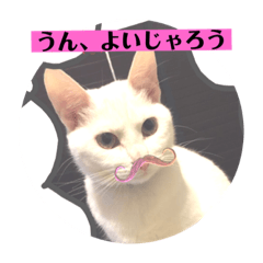 [LINEスタンプ] 白猫のメリーさんpart2