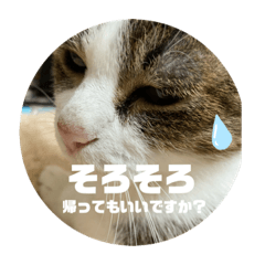 [LINEスタンプ] まいにちひめにゃんの画像（メイン）