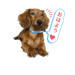 [LINEスタンプ] こむぎの感じ