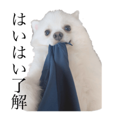 [LINEスタンプ] かぁいいイヌ