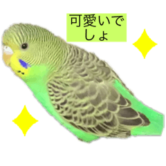 [LINEスタンプ] インコピーチの可愛いスタンプ