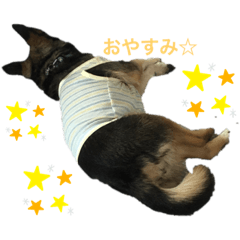 [LINEスタンプ] 保護犬まめちゃん