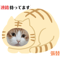 [LINEスタンプ] 張替ねこ