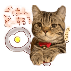 [LINEスタンプ] 短足とらちゃんスタンプ