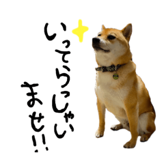 [LINEスタンプ] 柴犬ちゃろくんの日常の言葉