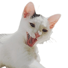 [LINEスタンプ] 猫猫ね〜