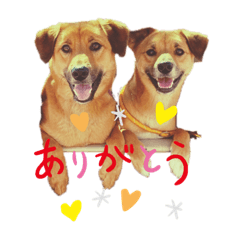 [LINEスタンプ] 雑種犬のスタンプ