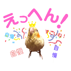 [LINEスタンプ] オカメインコのむぎちゃん むぎスタ