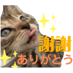 [LINEスタンプ] 日本語と台湾語の子猫の日常スタンプの画像（メイン）