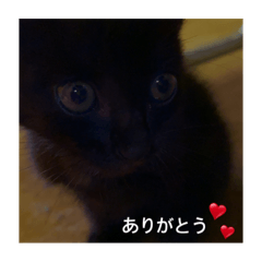 [LINEスタンプ] 癖の強い我が猫。