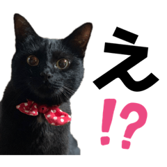 [LINEスタンプ] 黒猫ひじきの日常PART2