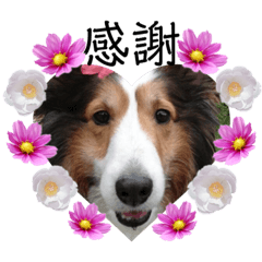 [LINEスタンプ] 看板犬コタロー