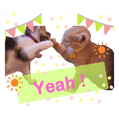 [LINEスタンプ] うちのねこ(しゃけさば)