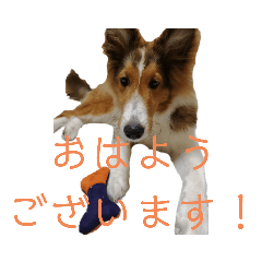 [LINEスタンプ] シェルティージョンのスタンプ