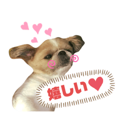[LINEスタンプ] 癒し系シーズー♡助吉（すーちゃん）PART②