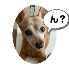 [LINEスタンプ] シーズー＆ミニピン小梅とプリン④