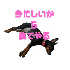 [LINEスタンプ] 名犬サクちゃん