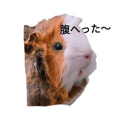 [LINEスタンプ] モルモットのデービット