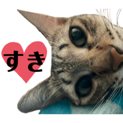 [LINEスタンプ] ねこのclaudia2