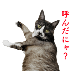 [LINEスタンプ] ゆる猫きなこ