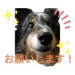 [LINEスタンプ] シェルティーるりまるのスタンプ