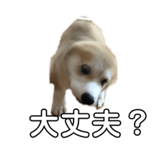 [LINEスタンプ] トラくん犬