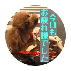 [LINEスタンプ] 茶妃狗