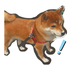 [LINEスタンプ] 忠犬(？)ココア