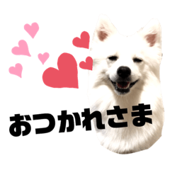 [LINEスタンプ] 日本スピッツ しらたま