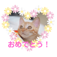 [LINEスタンプ] 茶トラの姫Part2