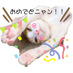 [LINEスタンプ] 猫のこむぎの日常。
